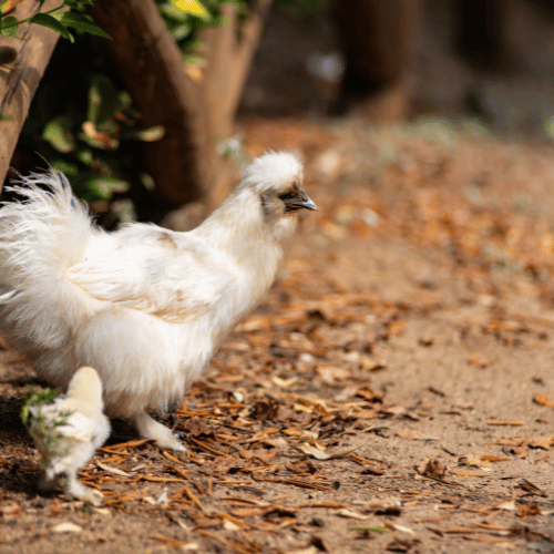 Tackling Mycotoxin Challenges in Poultry Feed